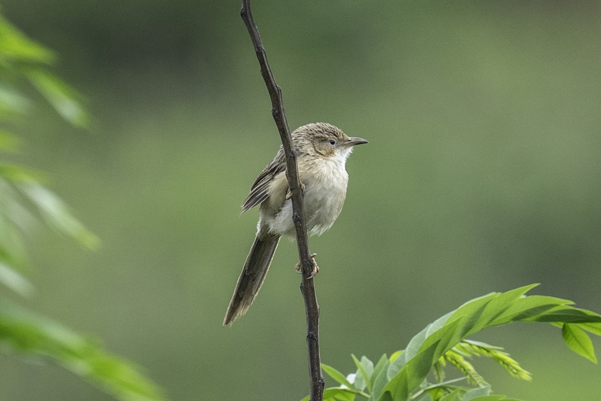 Common Babbler - ML638223392