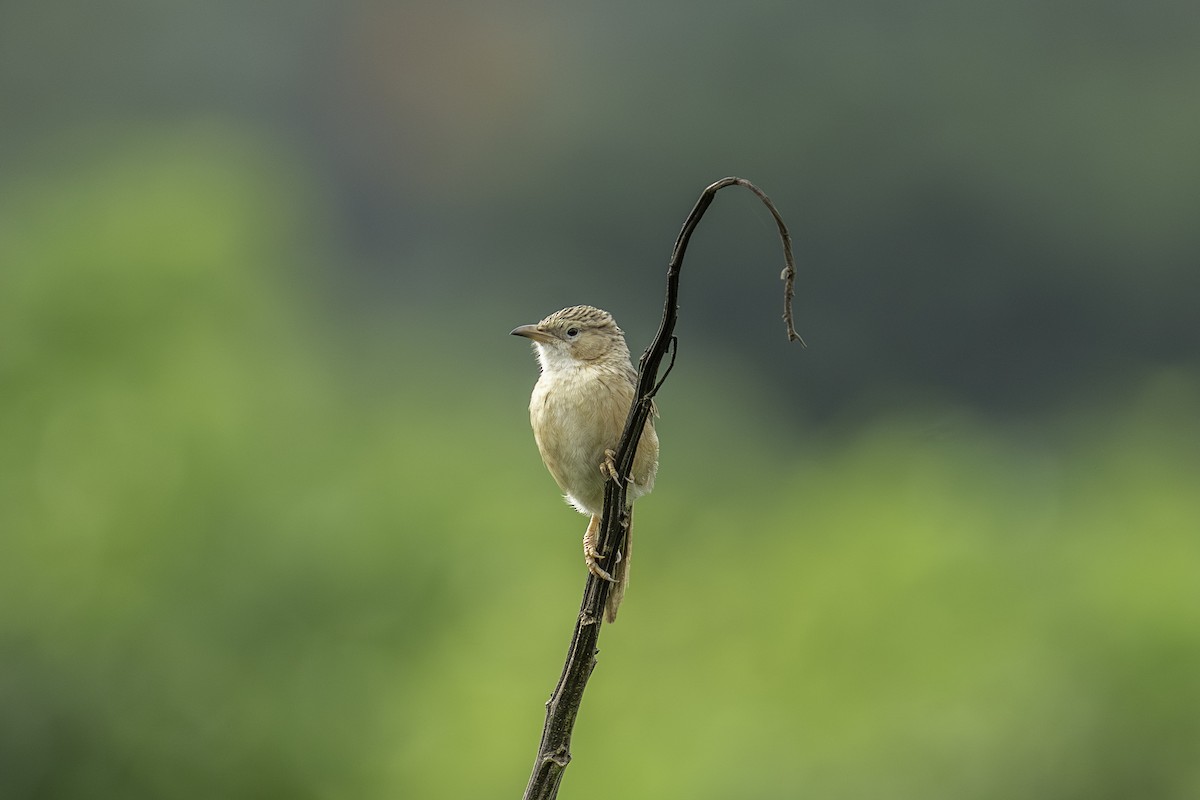 Common Babbler - ML638223394