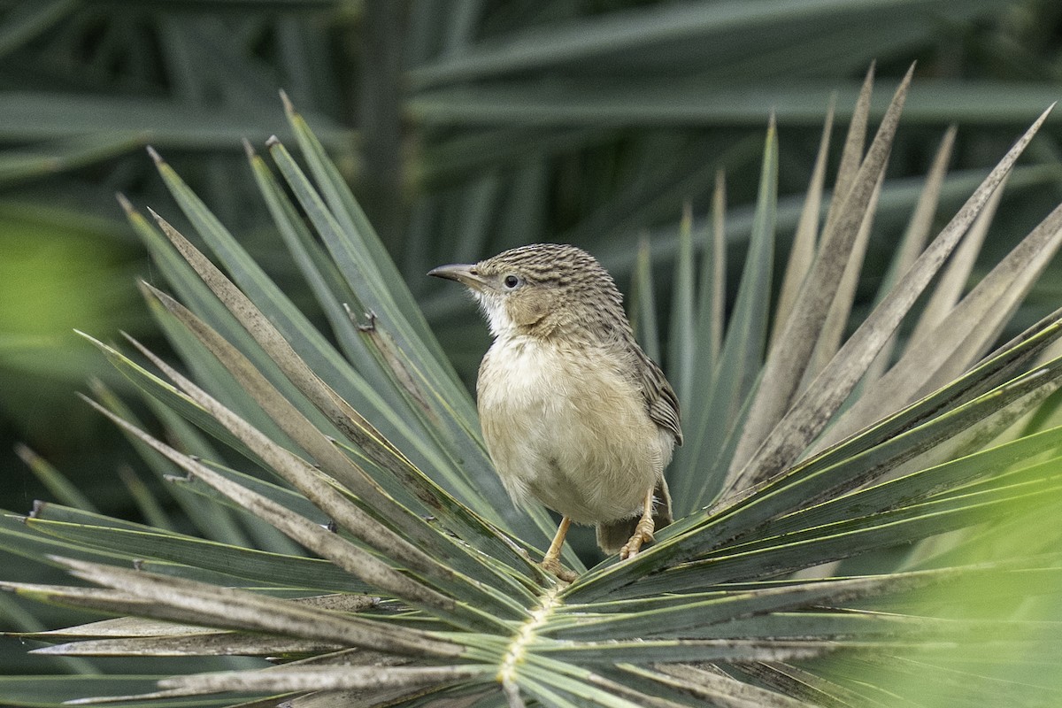 Common Babbler - ML638223396