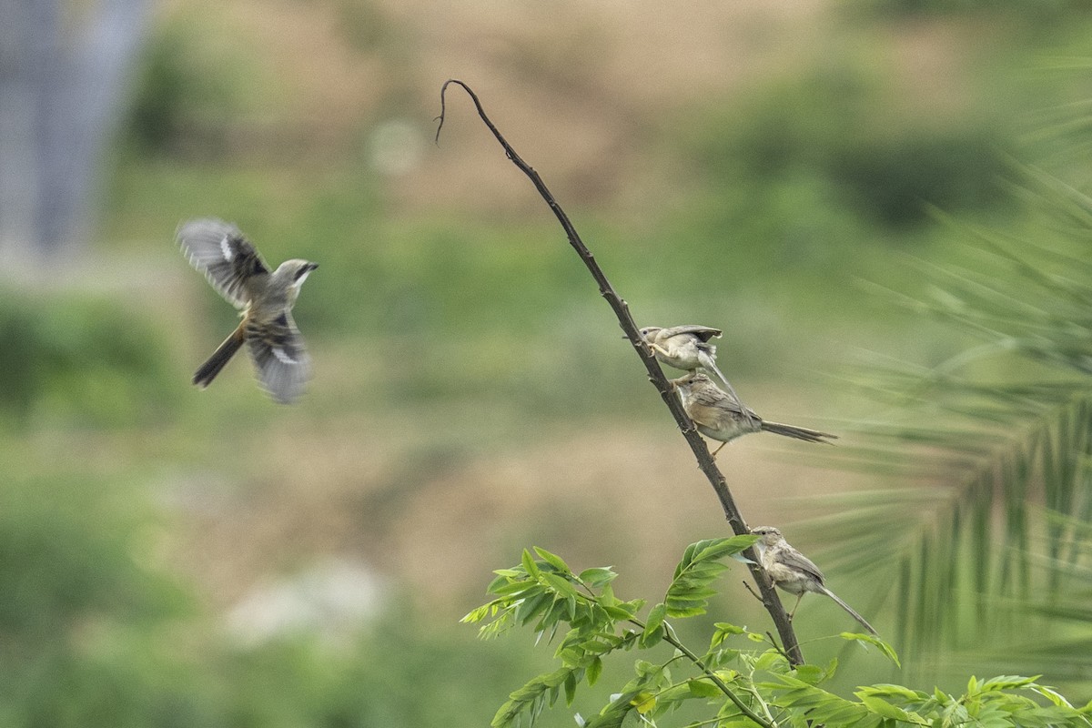 Common Babbler - ML638223397