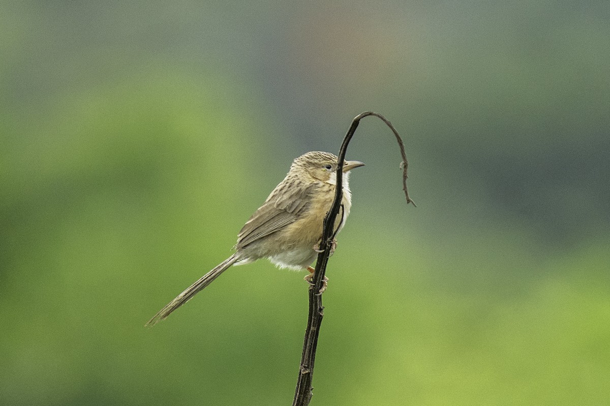 Common Babbler - ML638223398