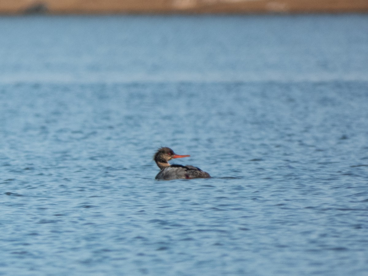 Red-breasted Merganser - ML638223399