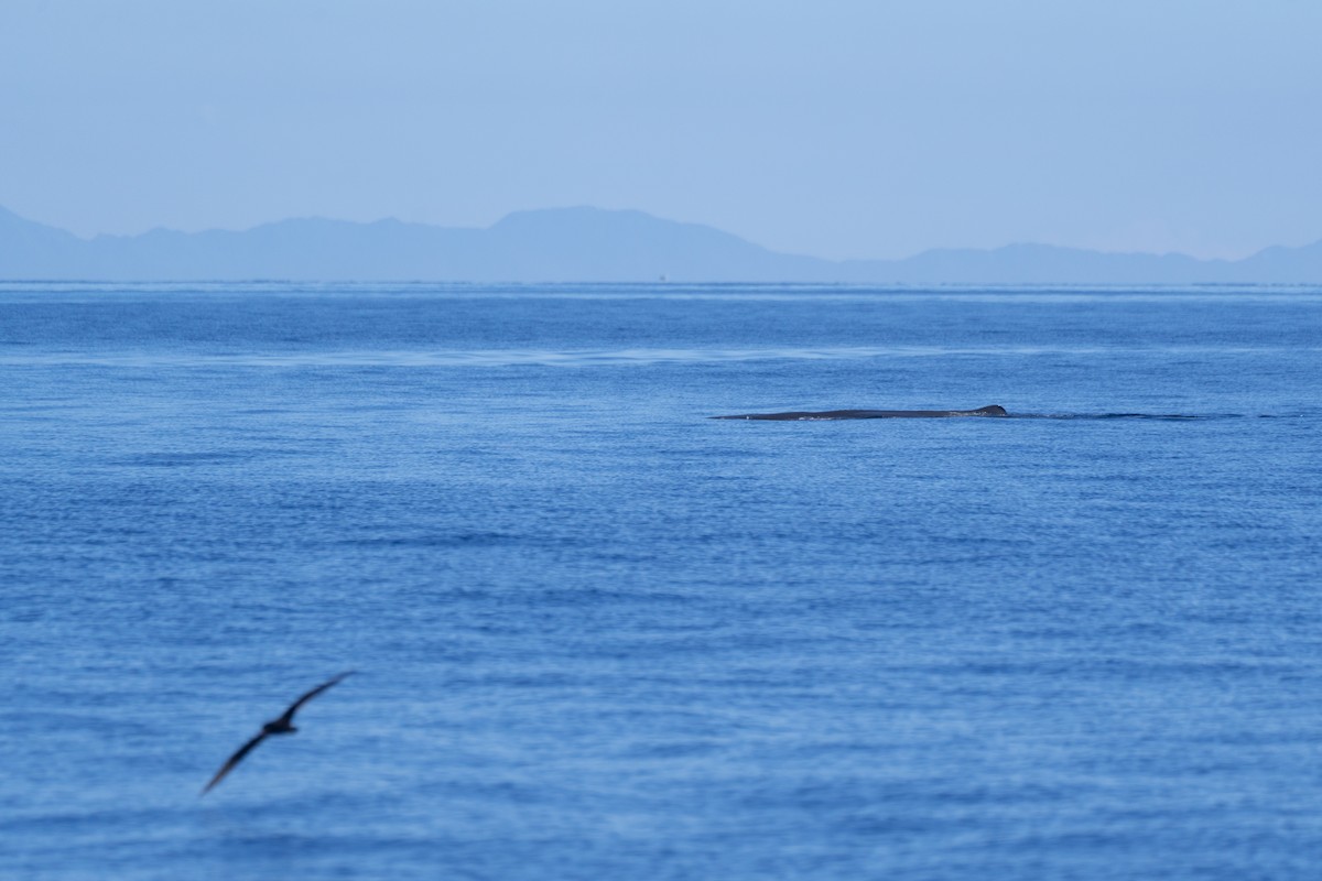 Streaked Shearwater - ML638223413