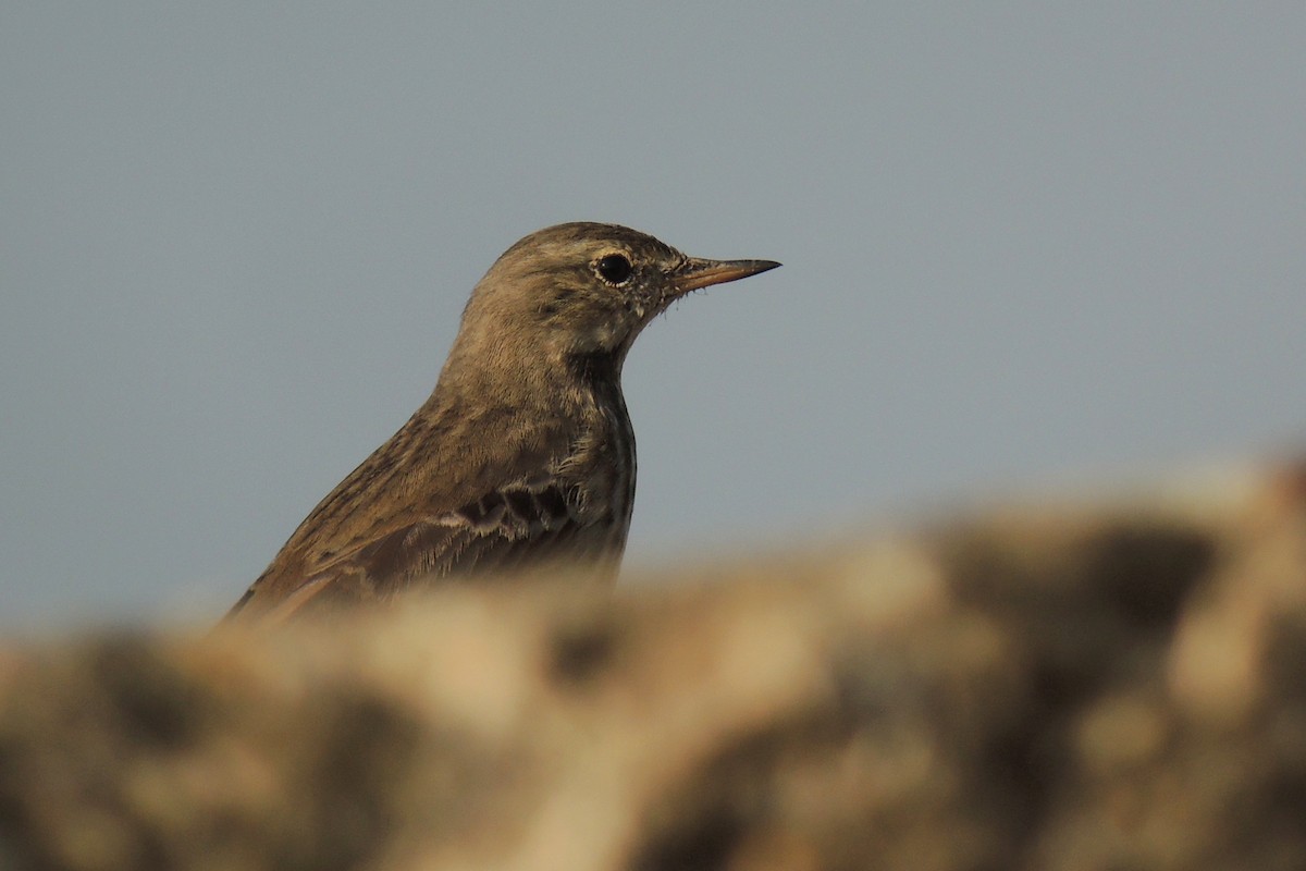 Water Pipit - ML638223415