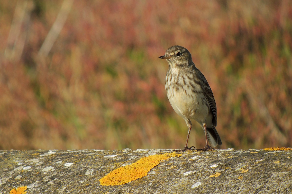 Water Pipit - ML638223416