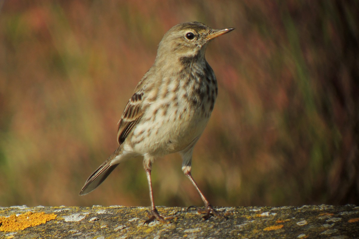Water Pipit - ML638223417