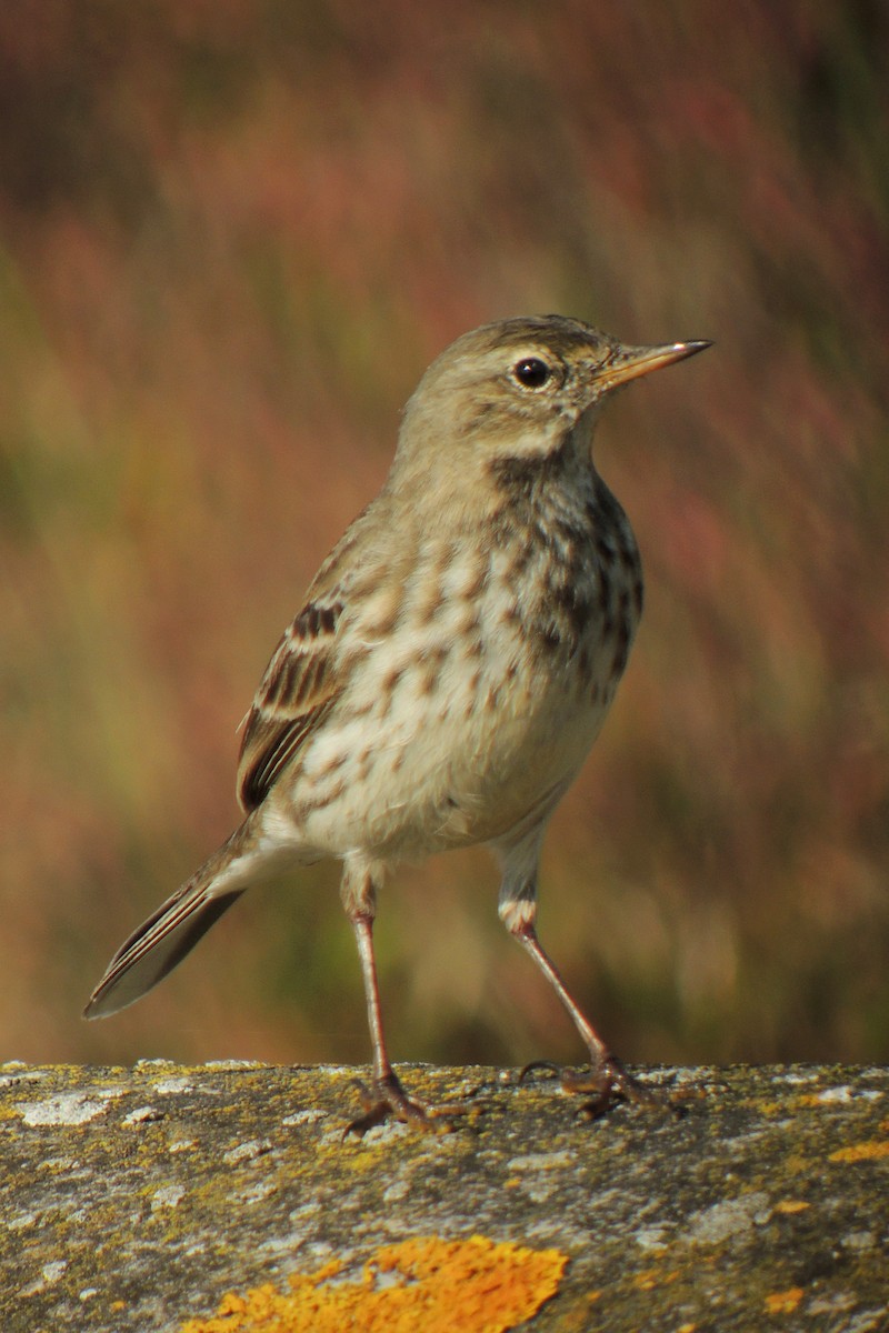 Water Pipit - ML638223418