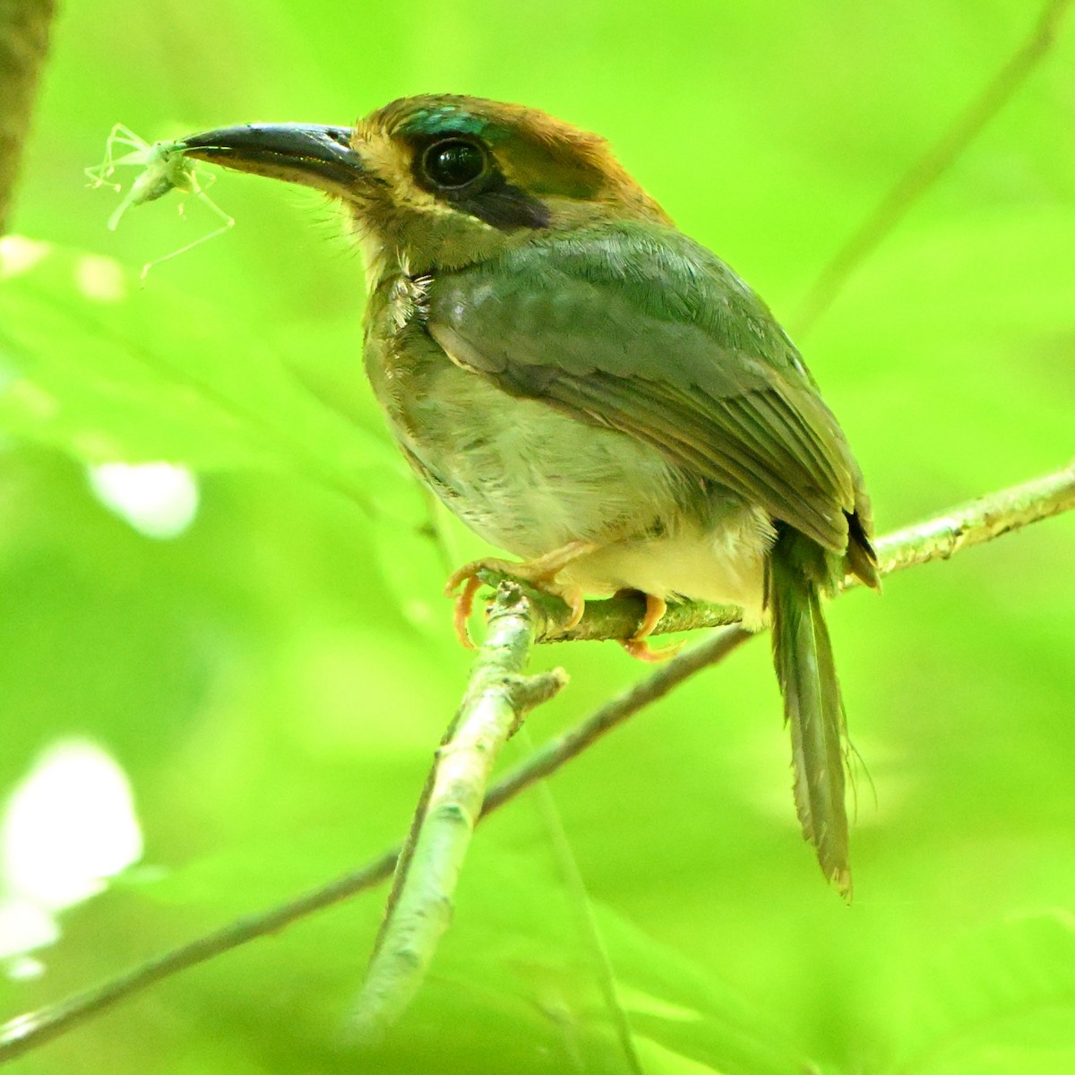 Tody Motmot - ML638223433