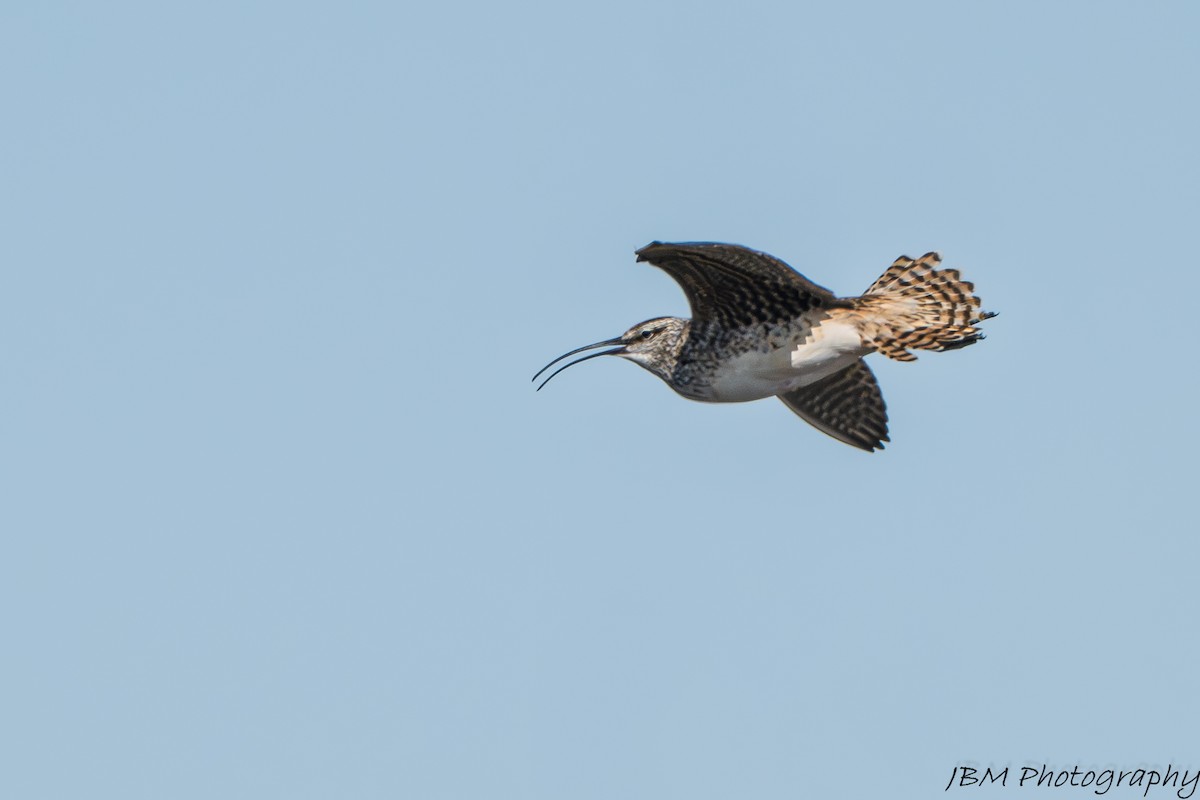 Bristle-thighed Curlew - ML638223442