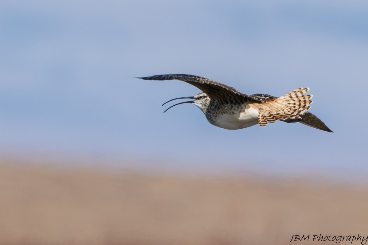 Bristle-thighed Curlew - ML638223443