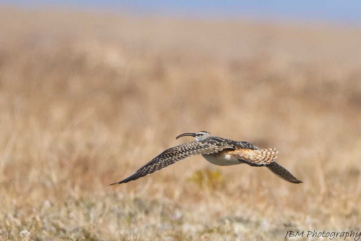 Bristle-thighed Curlew - ML638223444