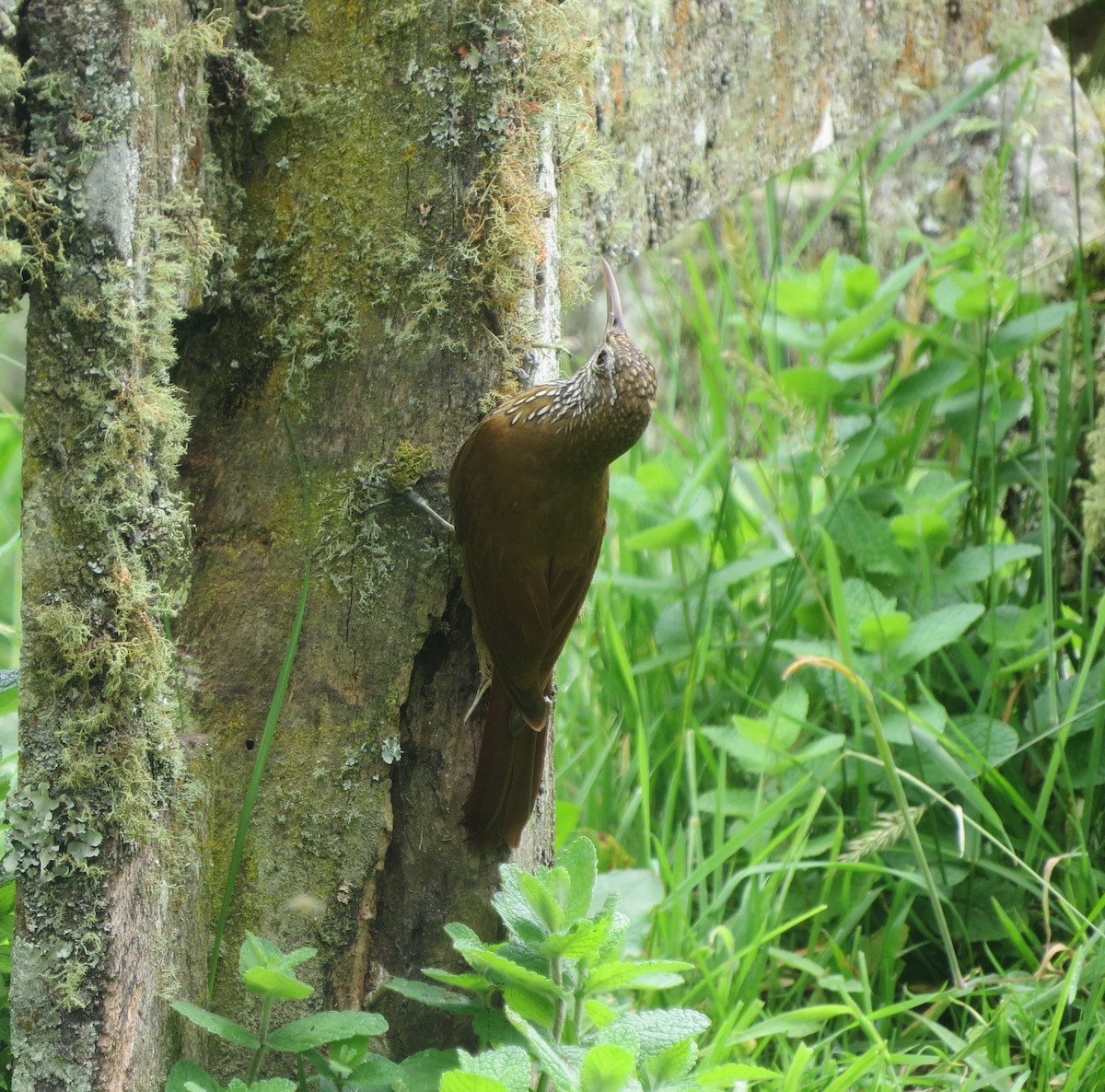 Montane Woodcreeper - ML638223456