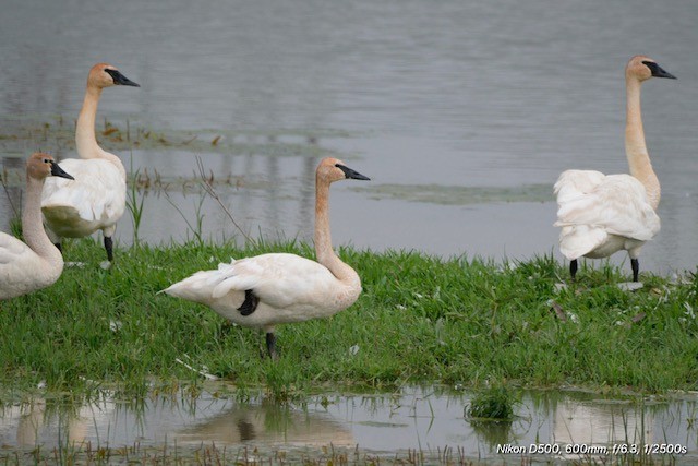 Trumpeter Swan - ML638223472