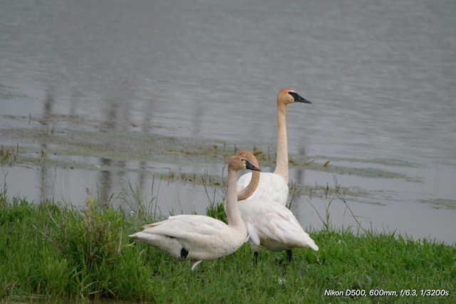Tundra Swan - ML638223490