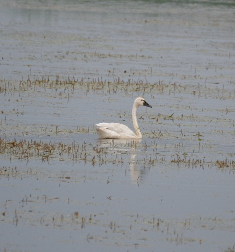 Tundra Swan - ML638223491
