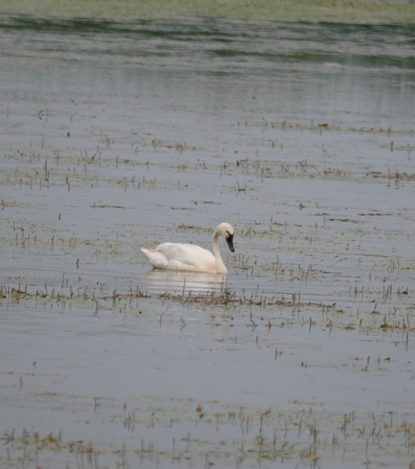 Tundra Swan - ML638223492