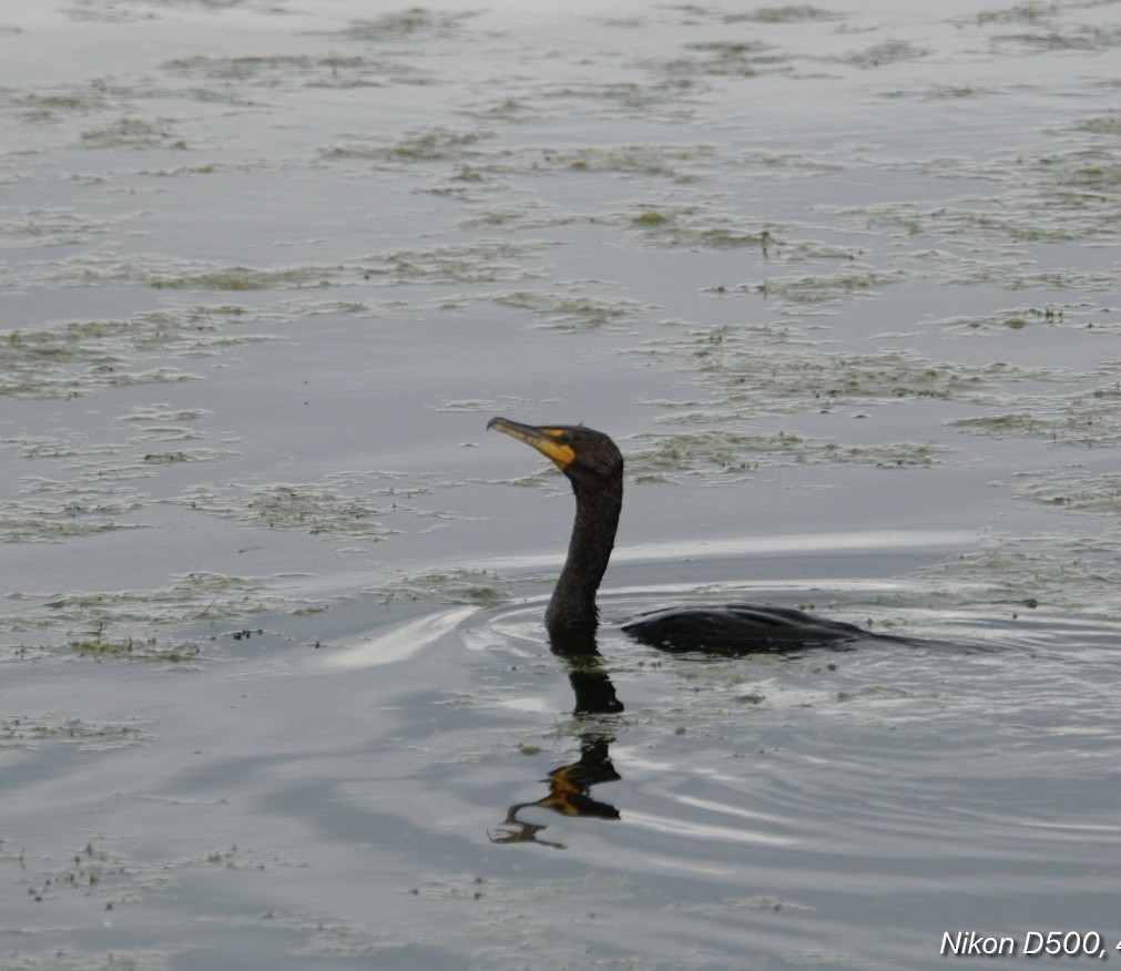 Double-crested Cormorant - ML638223506