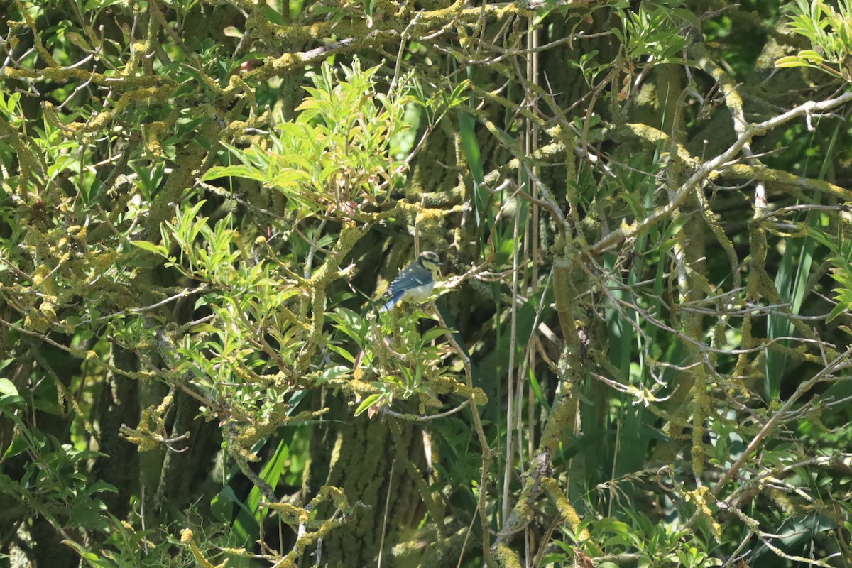Eurasian Blue Tit - ML638223520