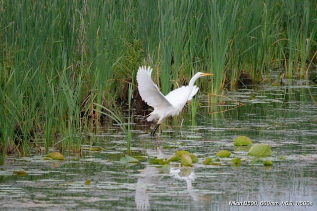 Great Egret - ML638223522