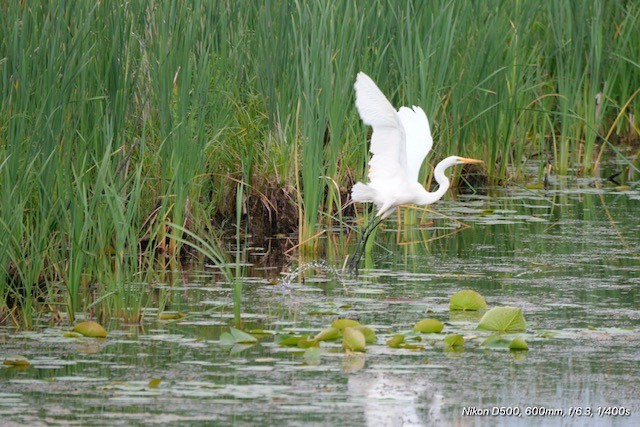 Great Egret - ML638223523