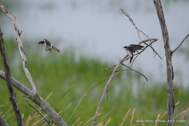 Tree Swallow - ML638223528
