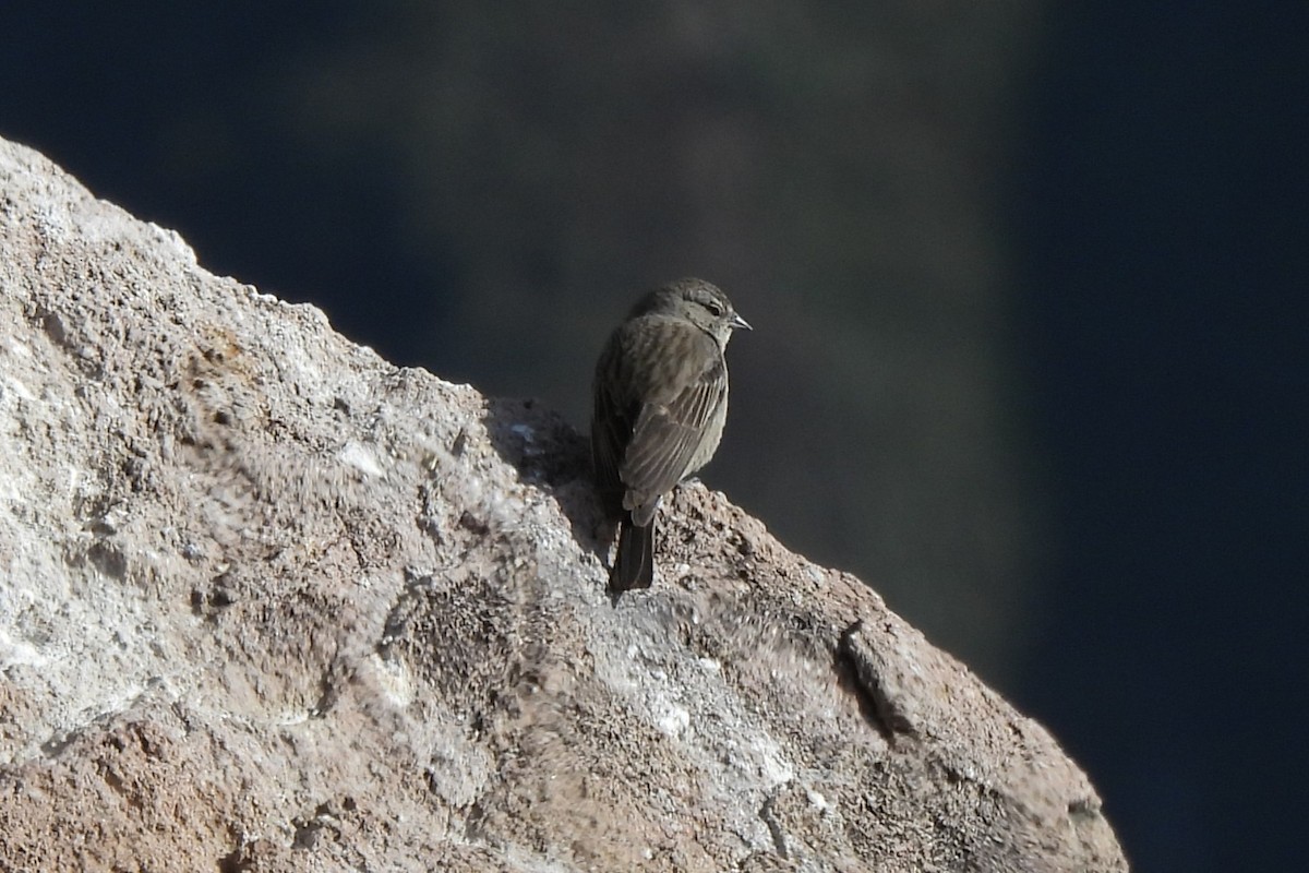 Ash-breasted Sierra Finch - ML638223558