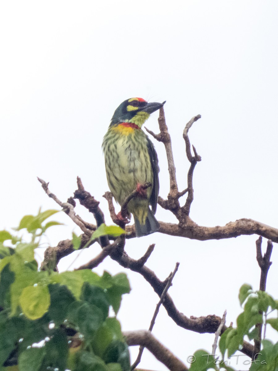 Coppersmith Barbet - ML638223560