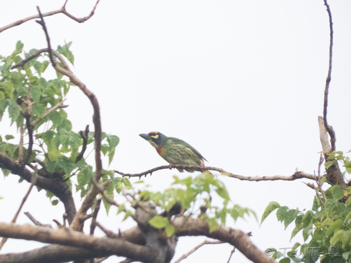 Coppersmith Barbet - ML638223561