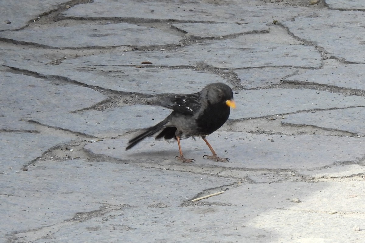 Mourning Sierra Finch - ML638223564