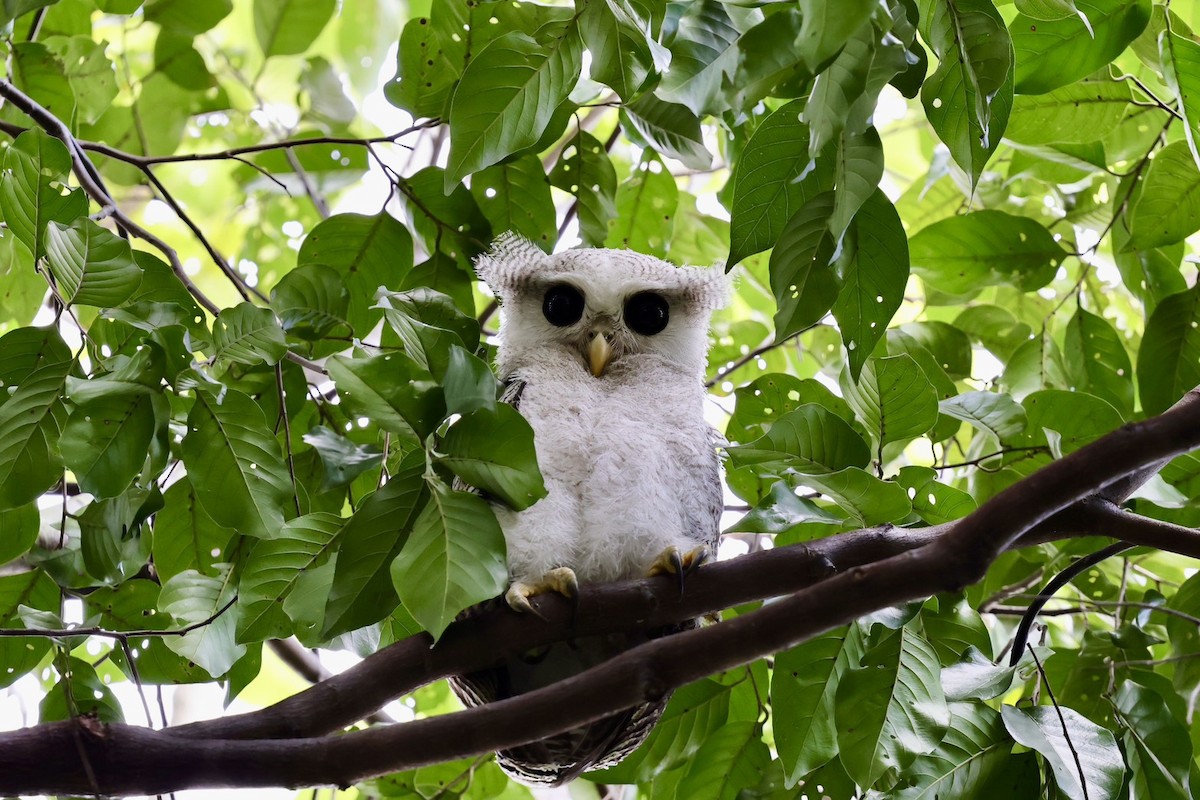 Barred Eagle-Owl - ML638223571