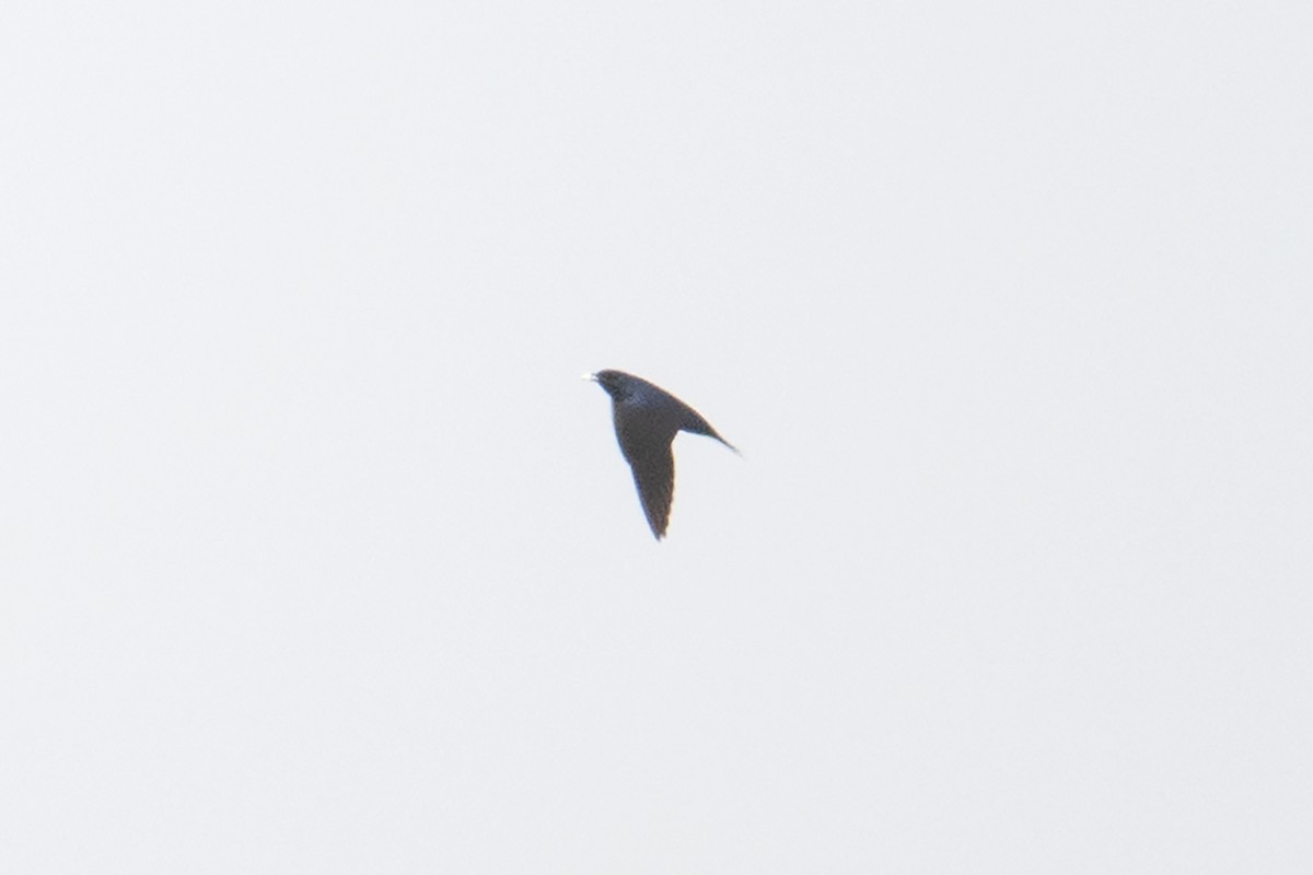 Purple Martin - ML638223572