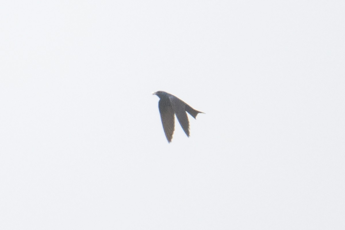 Purple Martin - ML638223575