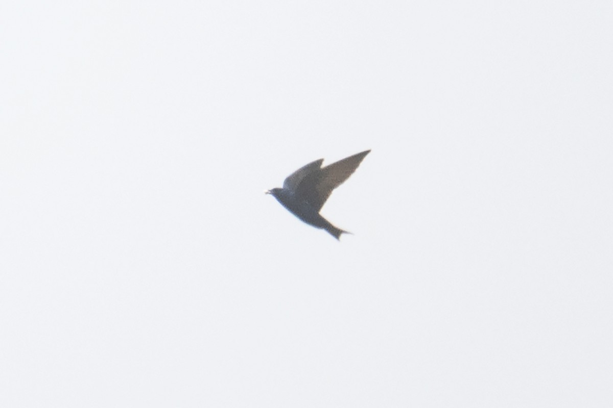 Purple Martin - ML638223576