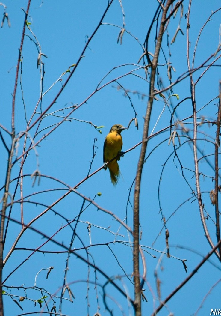 Baltimore Oriole - ML638223580