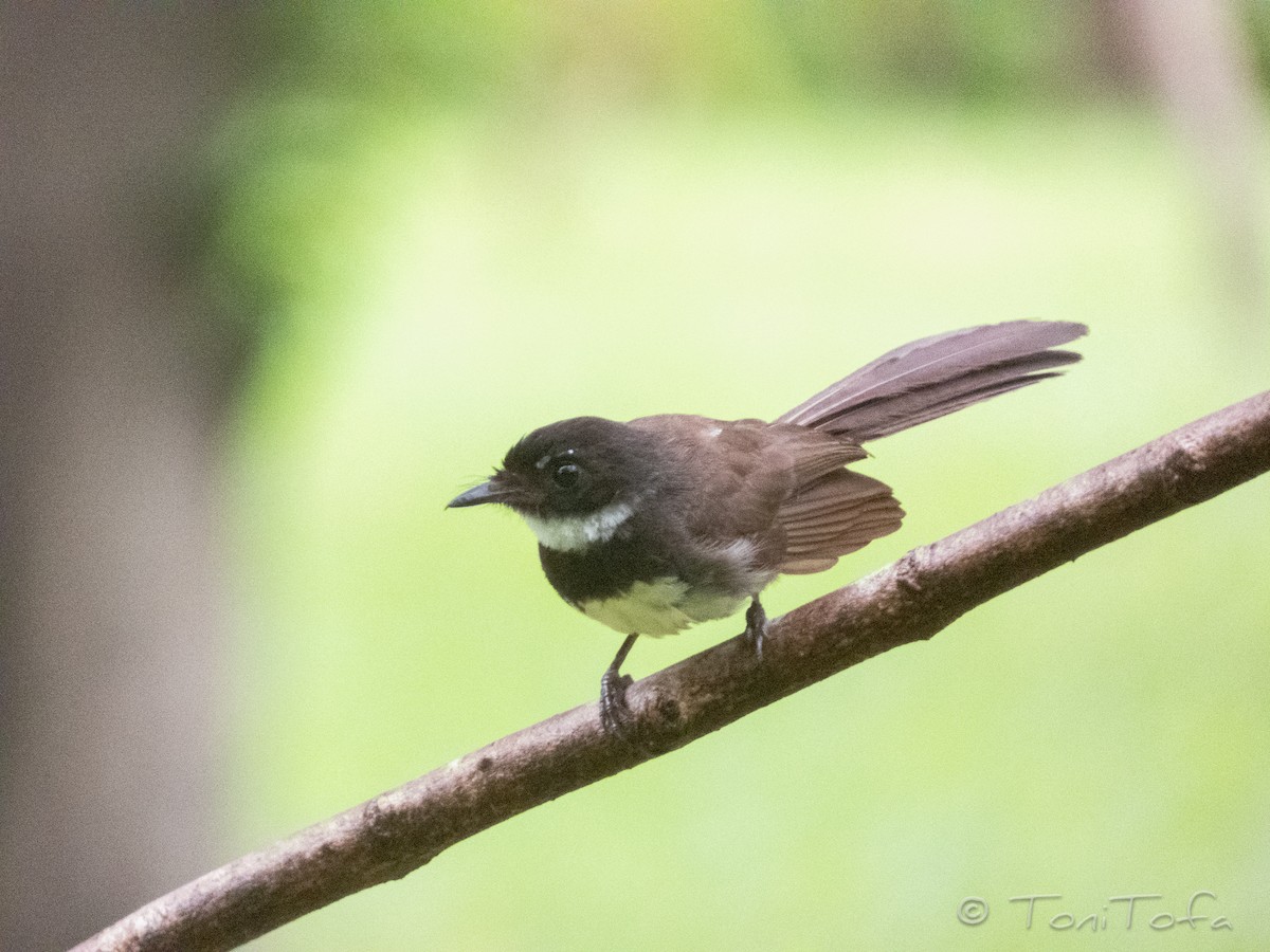 Malaysian Pied-Fantail - ML638223603