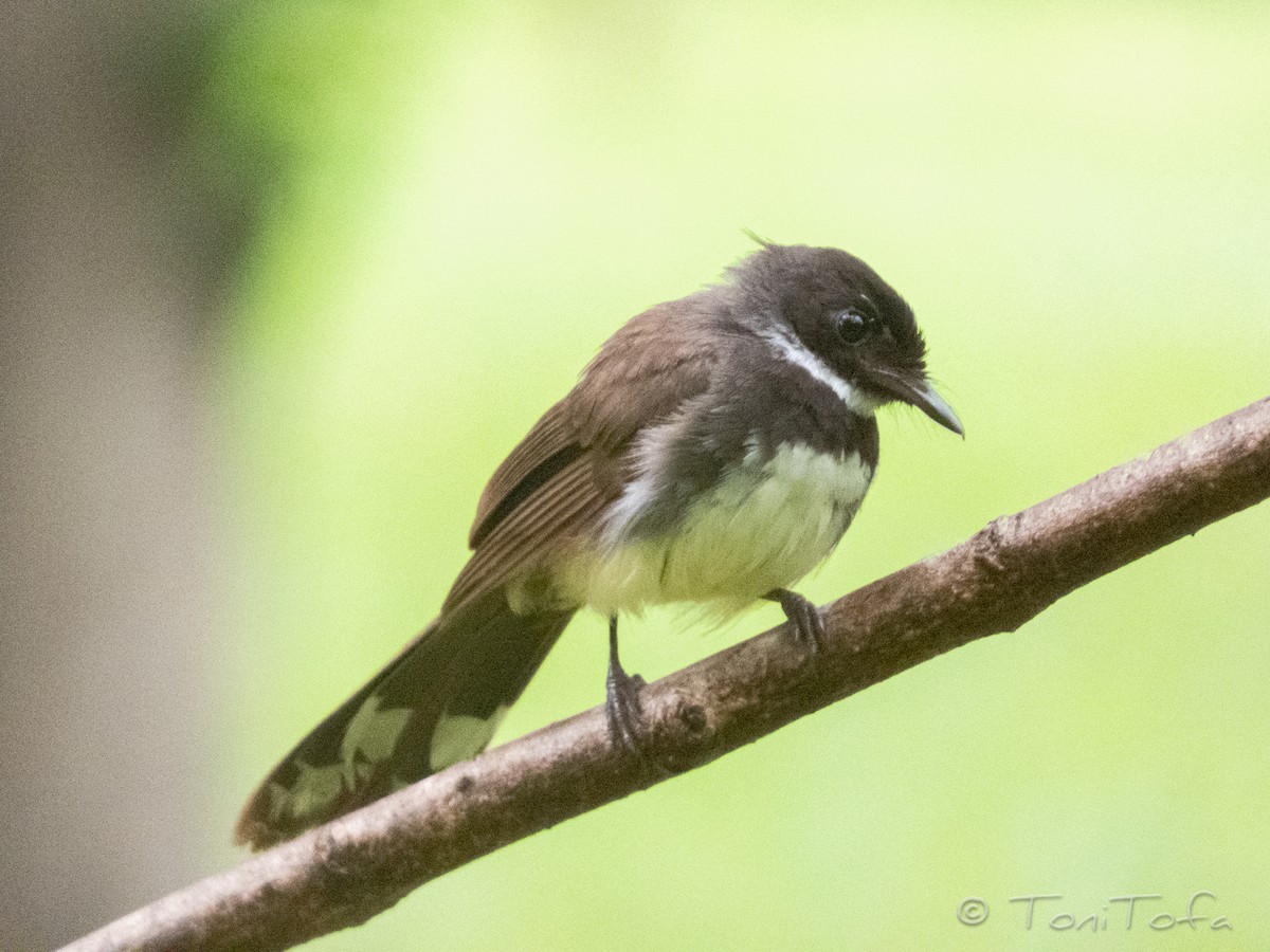 Malaysian Pied-Fantail - ML638223604