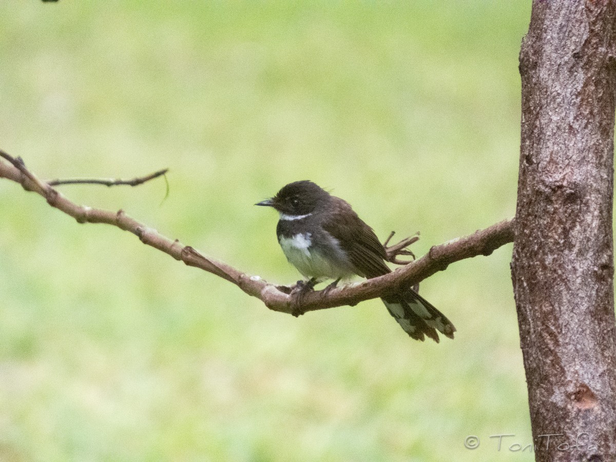 Malaysian Pied-Fantail - ML638223605