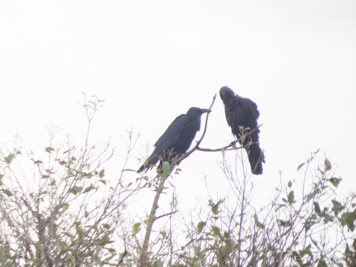 Large-billed Crow - ML638223613