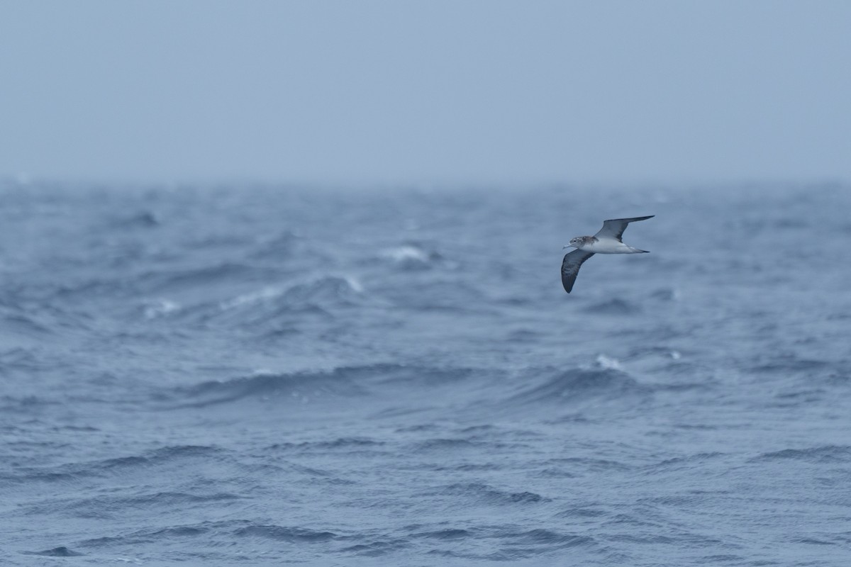 Streaked Shearwater - ML638223637