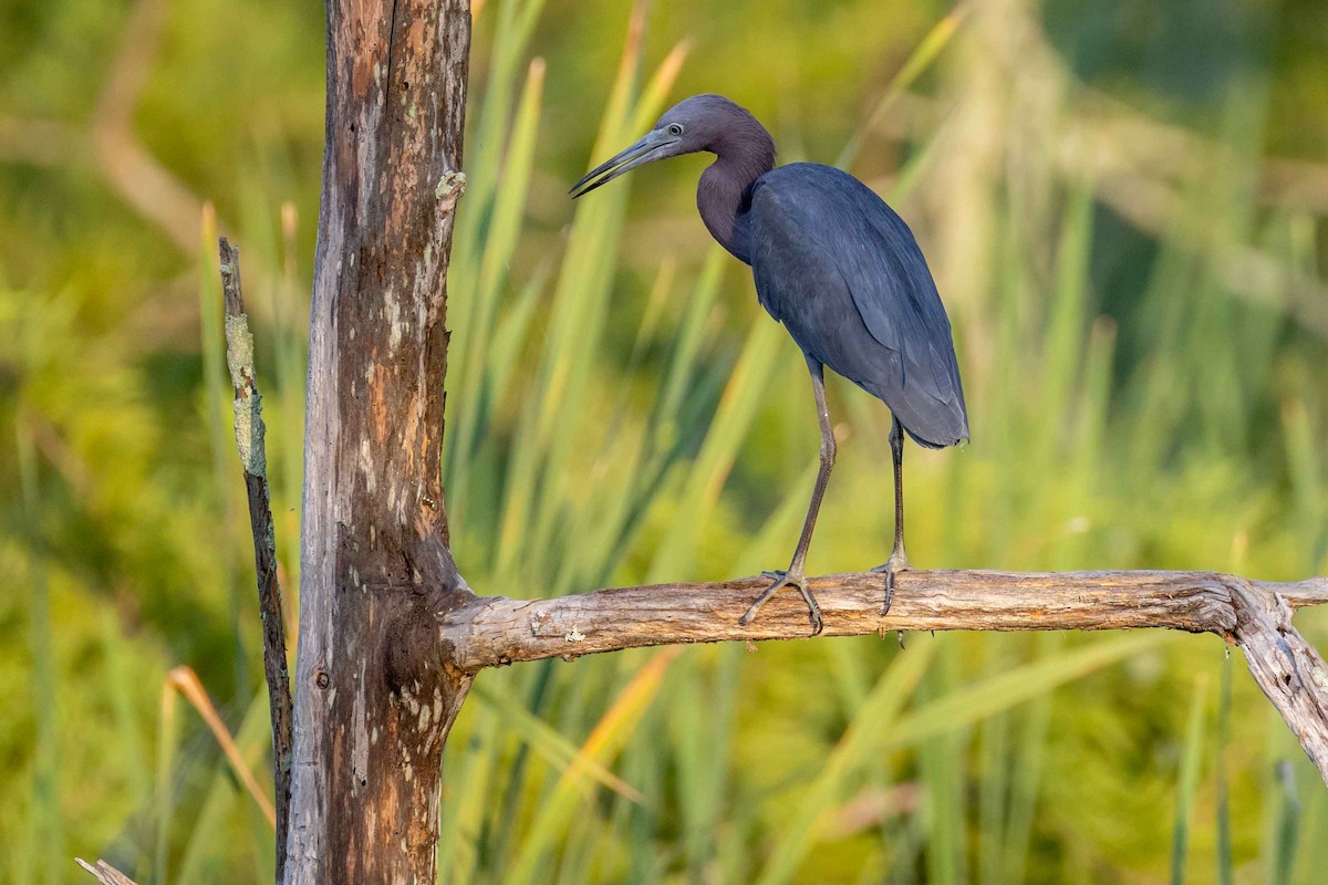 Little Blue Heron - ML638223698