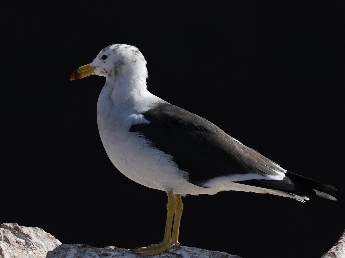 Belcher's Gull - ML638223701