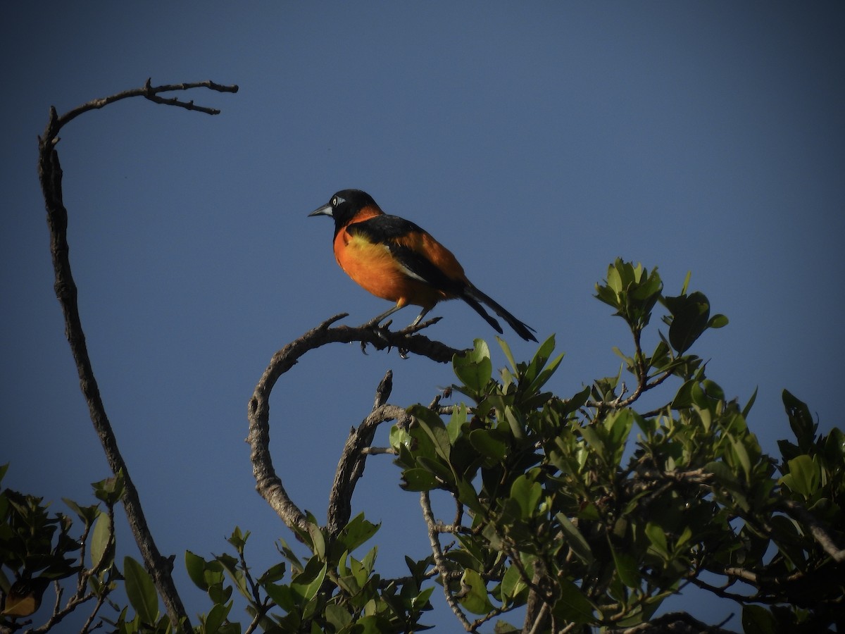 Venezuelan Troupial - ML638223710
