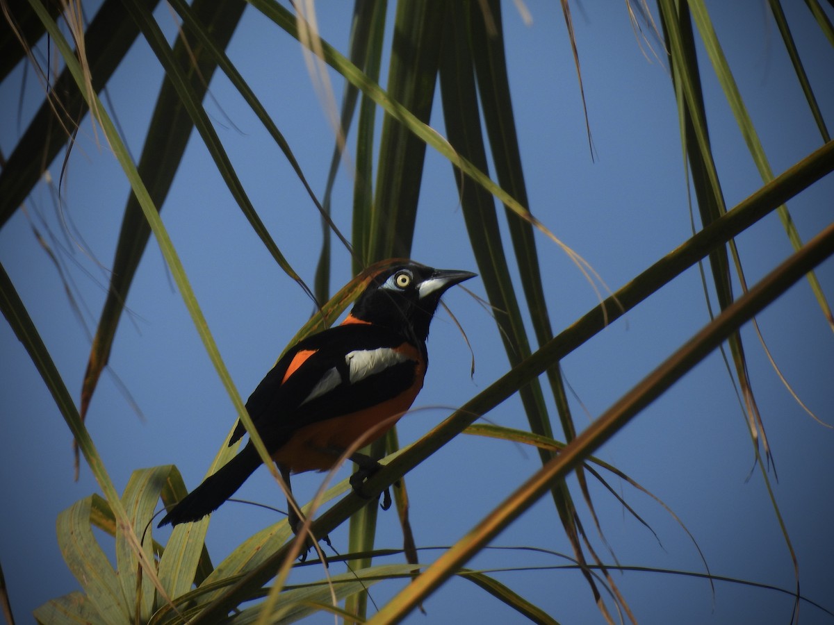 Venezuelan Troupial - ML638223711