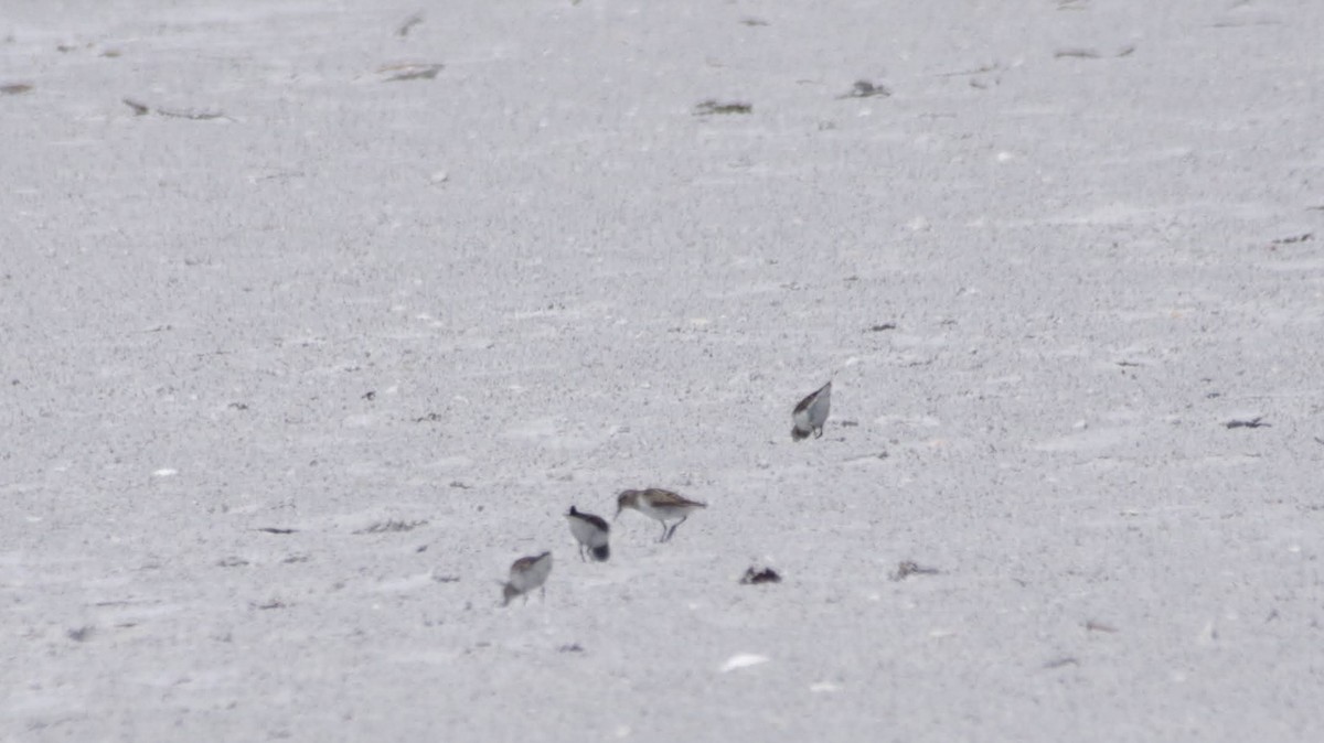 Least Sandpiper - ML638223725