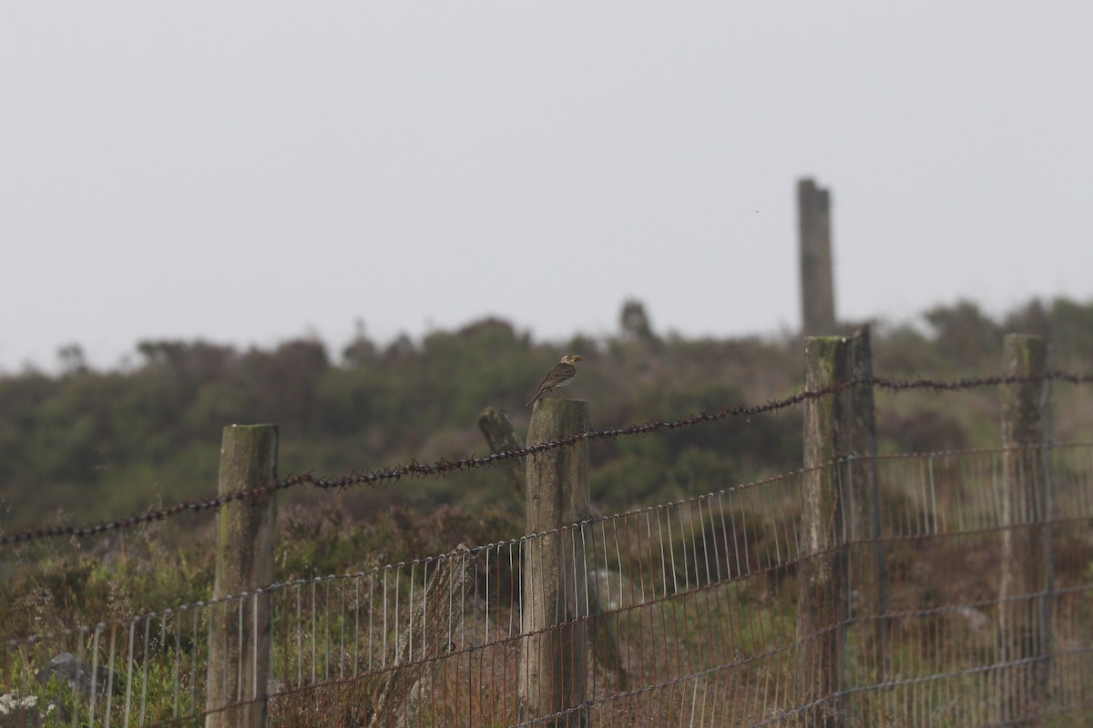 Meadow Pipit - ML638223746