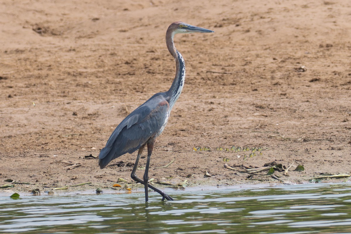 Goliath Heron - ML638223747