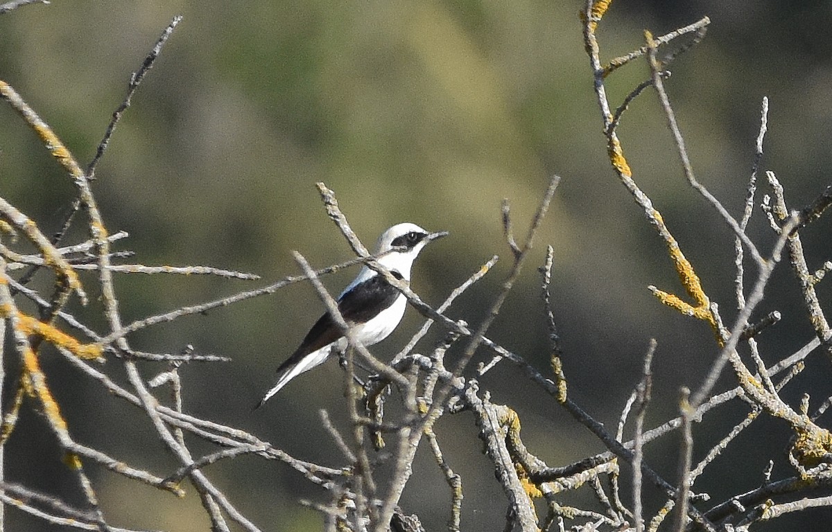 Western Black-eared Wheatear - ML638223765