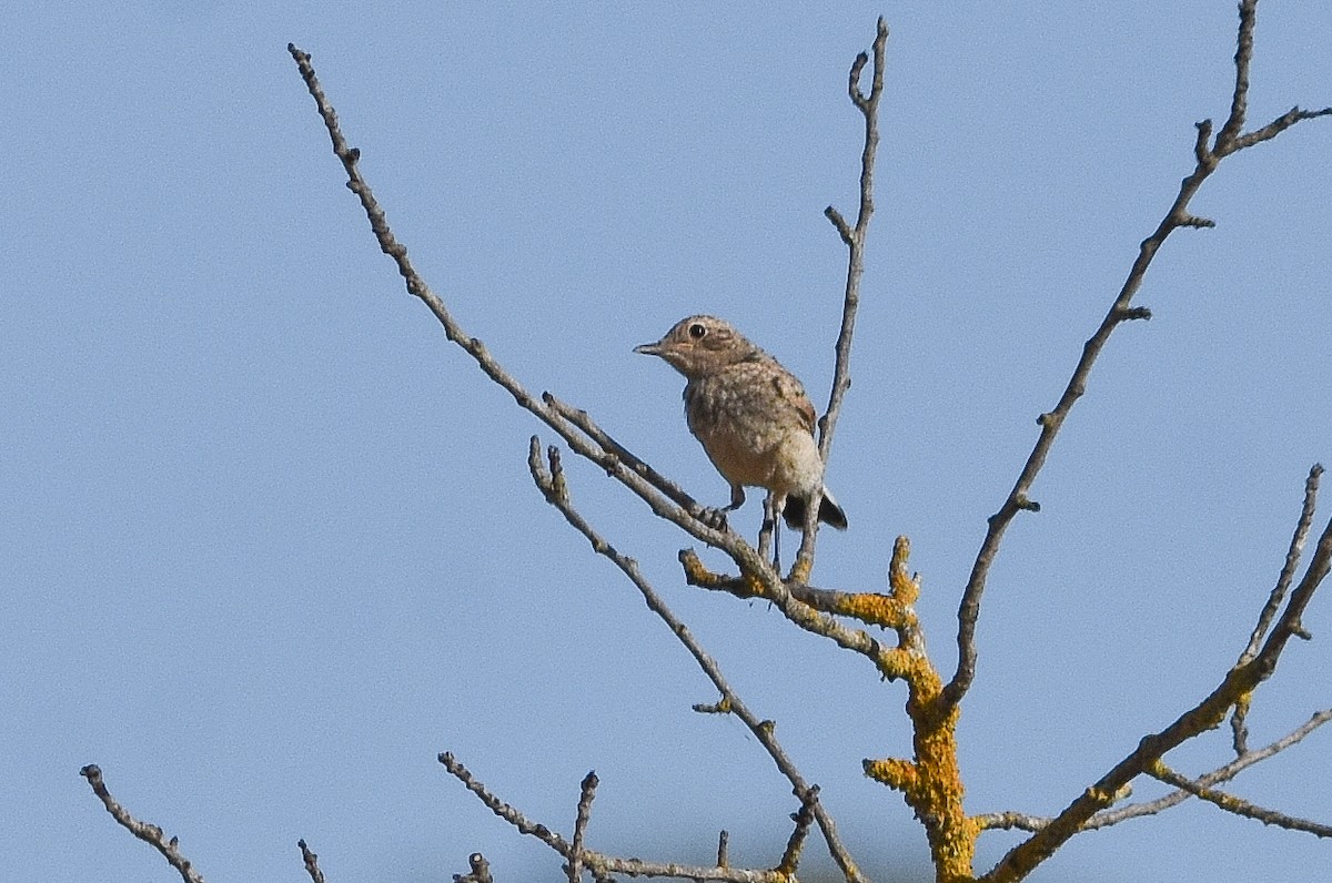 Western Black-eared Wheatear - ML638223767