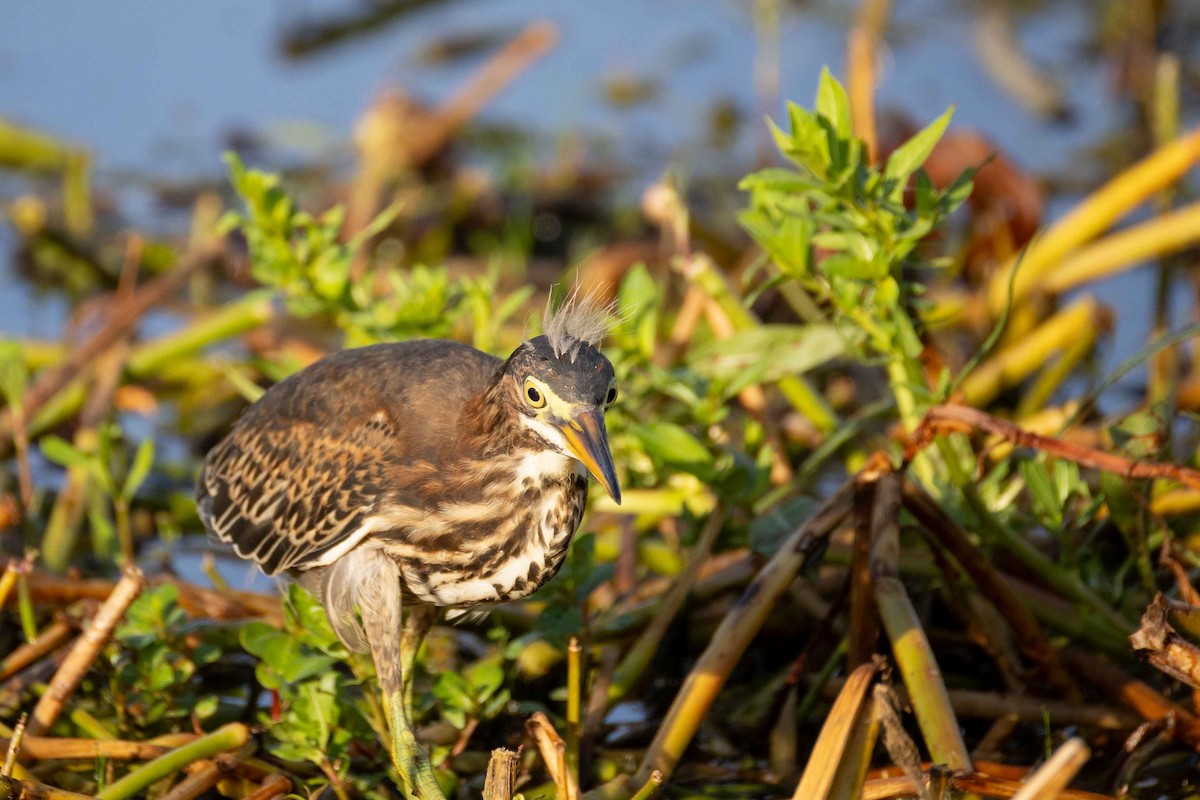 Green Heron - ML638223769