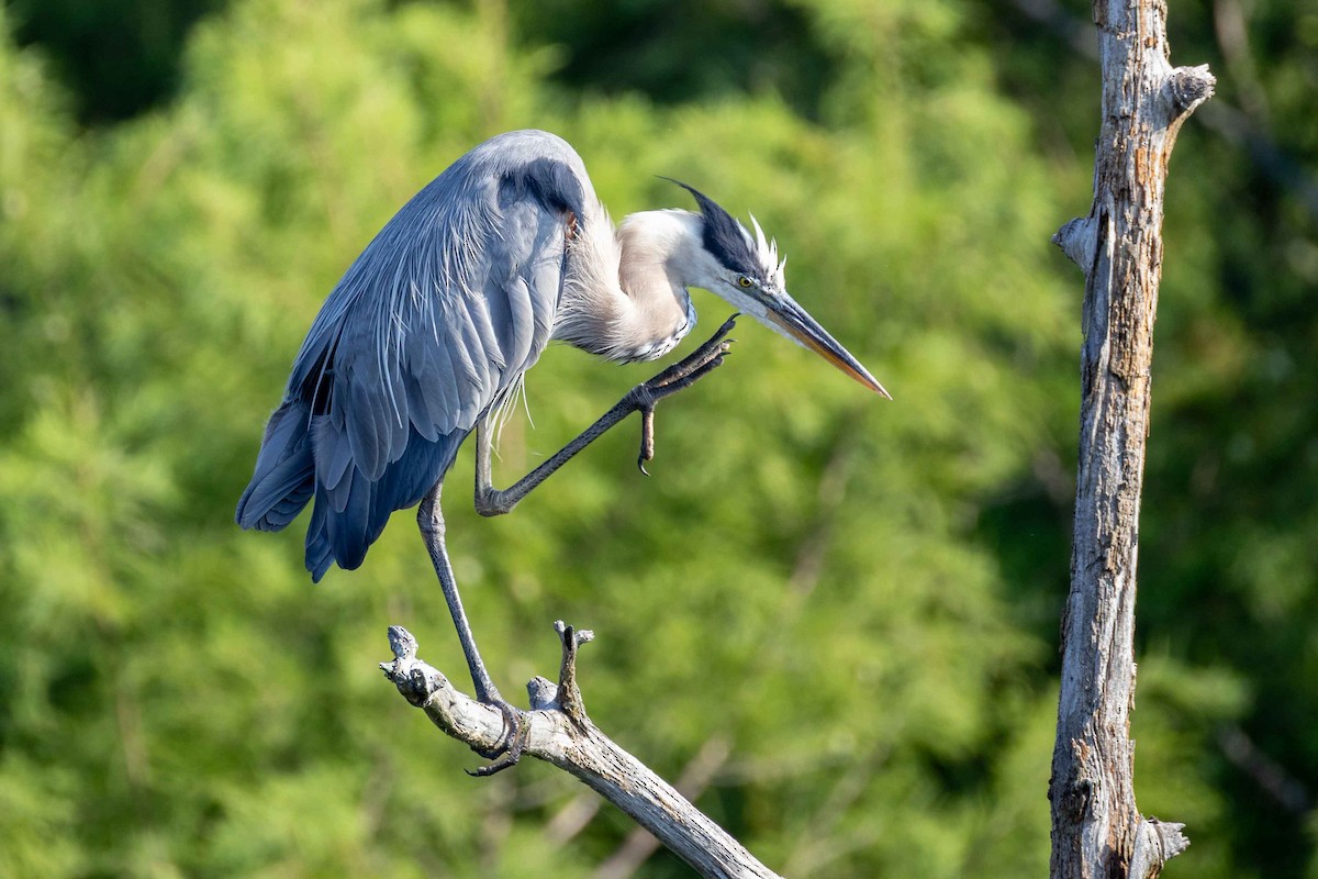 Great Blue Heron - ML638223776